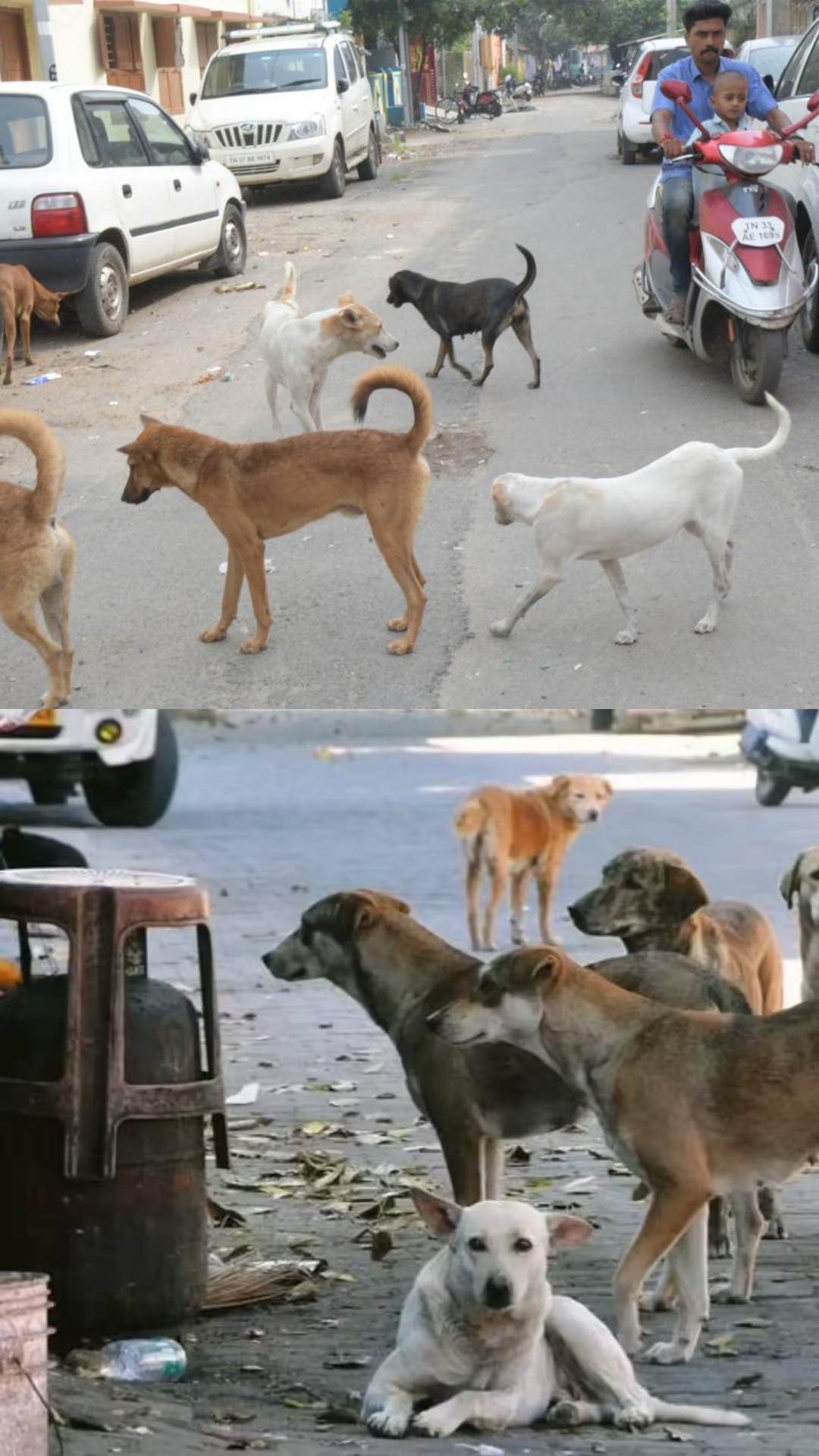 Stray Dog Attacks: Small Issue Turning Into Big Fear